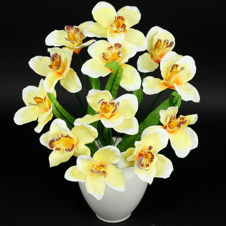Orchid x 12