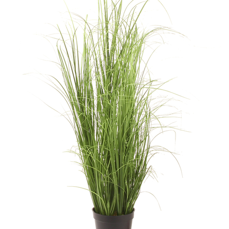 Grass in pot 0,90 m