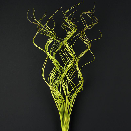 Curly Willow 80 cm