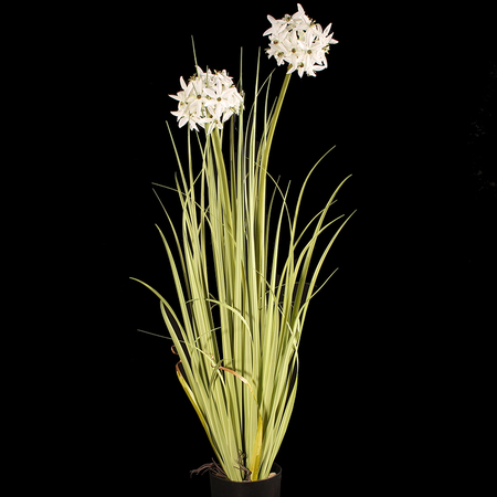 Blooming grass in pot 0,90 m