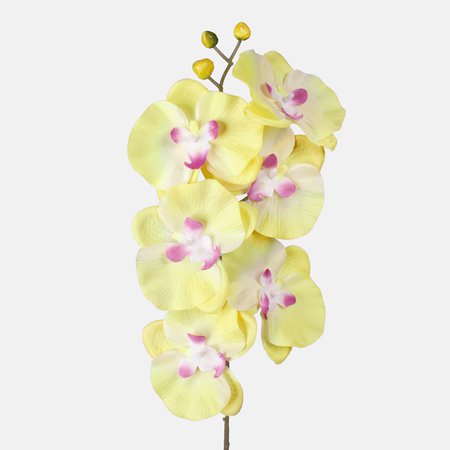 Orchidee Satin