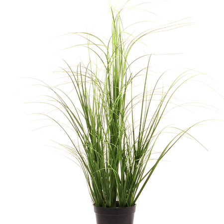 Grass in pot 0,60 m