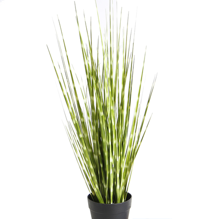 Grass in pot 0,55 m