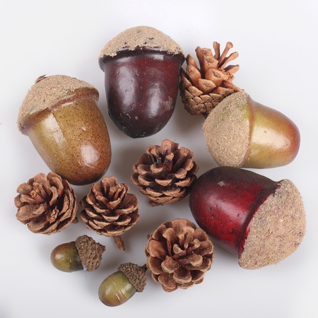 Autumn acorns and cones