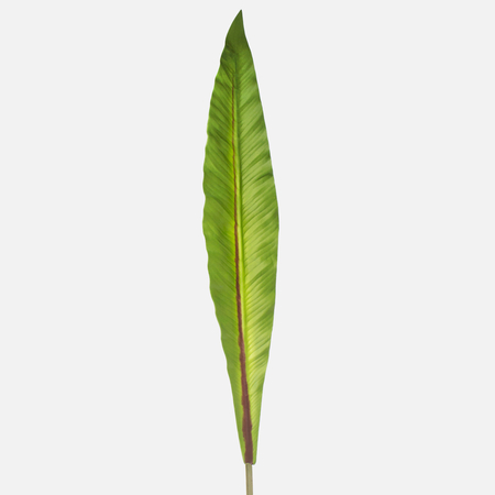 Satin-Pradiesvogelblumenblatt