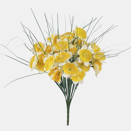 Daffodil x 12