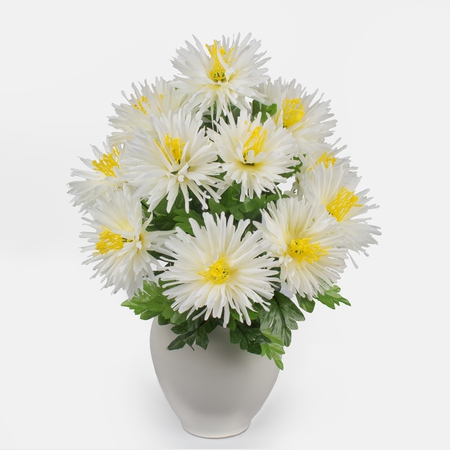 Chrysanthemum x 11