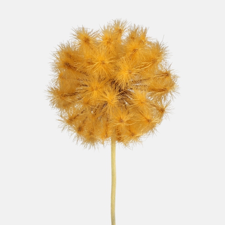 Dandelion single twig