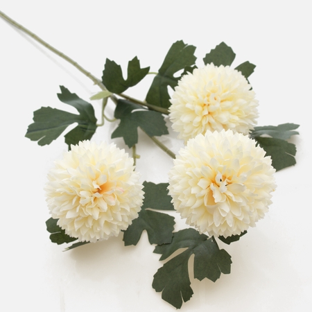 Chrysanthemum x 3