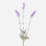 Lavender (A665-01)