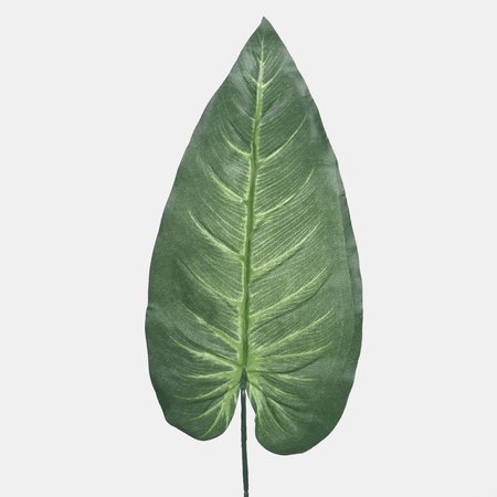 Gian sequoia leaf