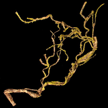 Mossy tree branch