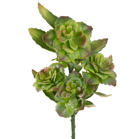 Decorative cabbage -succulent