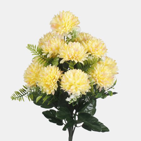 Chrysantheme x 12