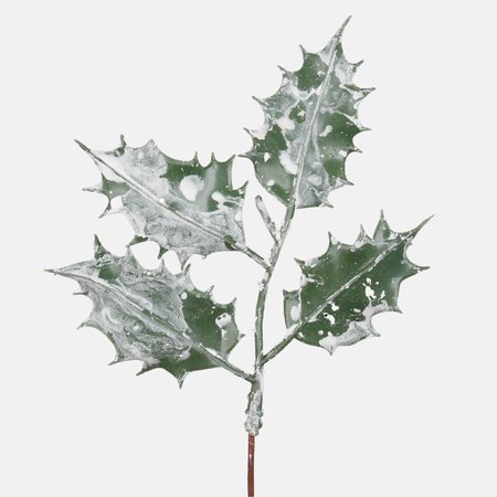 Frosted holly twig
