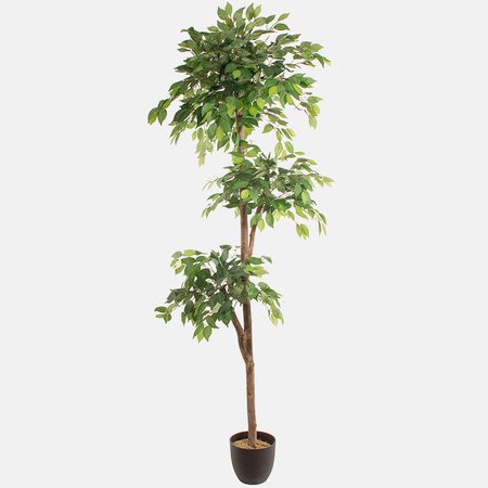 Ficus 2,20 m