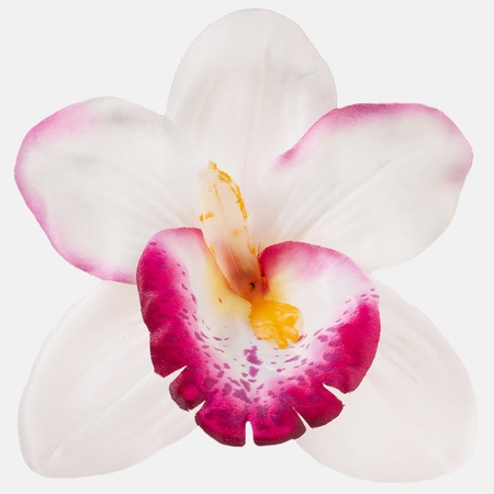 Satin-Orchidee