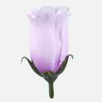 T.T. Lilac (W645-16)