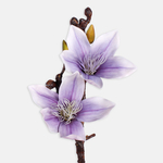 Lilac (L797L-01)