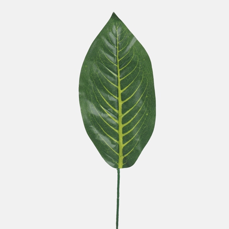 Croton single leaf