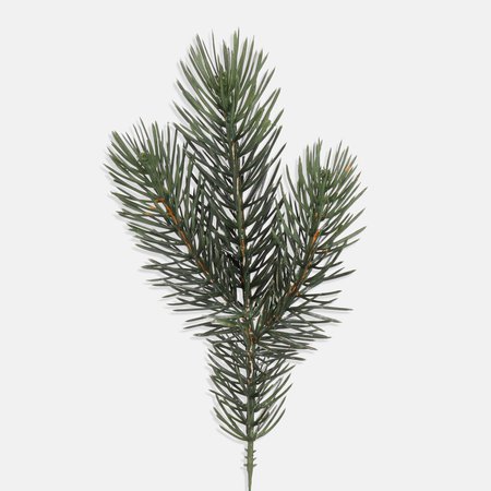 Spruce twig