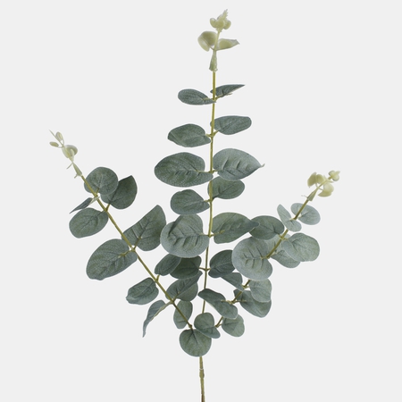 Eukalyptus x 3