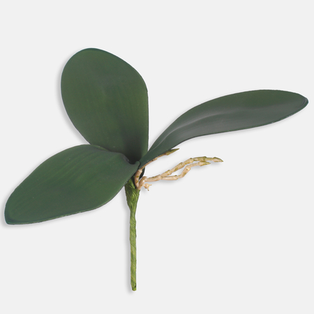 Orchidee-Stengel
