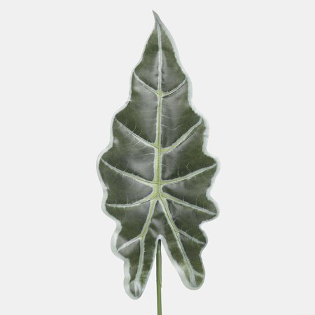 Alocasia leaf
