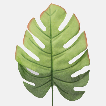 Philodendron-Blatt