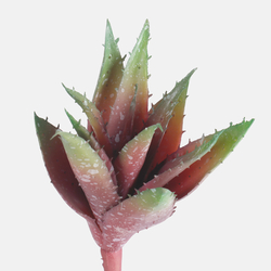 Aloe - Sukkulente Z097L