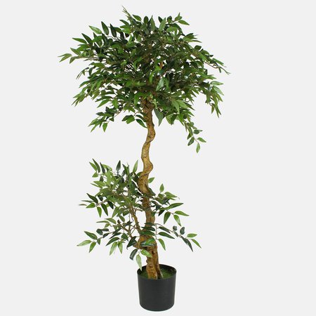 Ficus 1.40 m