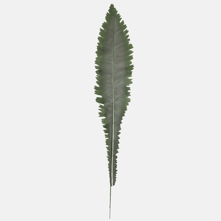 Single fern leaf