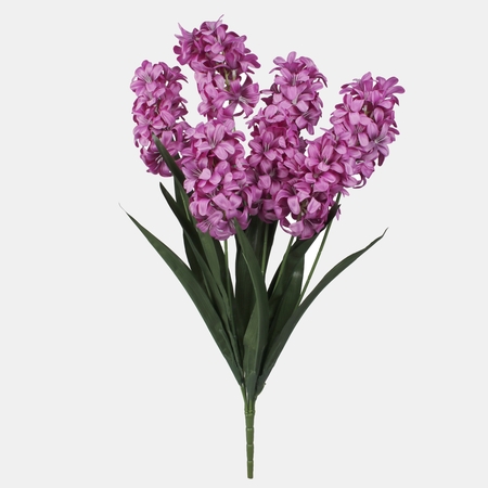 Hyacinth x 7
