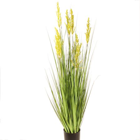Blooming grass in pot 1,20 m