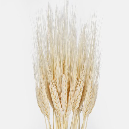 French wheat