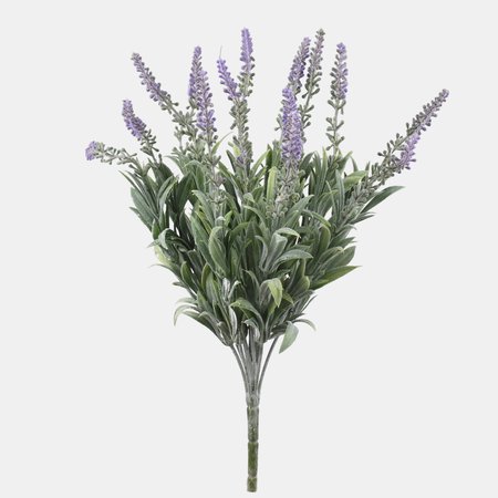 Lavender bush x 14