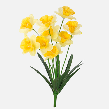Daffodil x 9