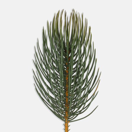 Pine twig 35 cm
