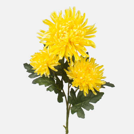 Satin-Chrysantheme x 3