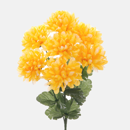 Chrysantheme x 7