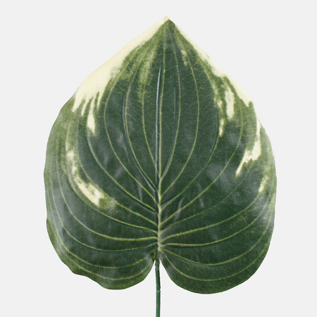 Philodendron-Blatt