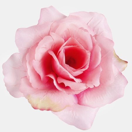 Französische Rose
