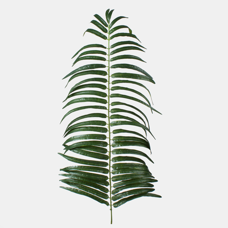 Palmblatt