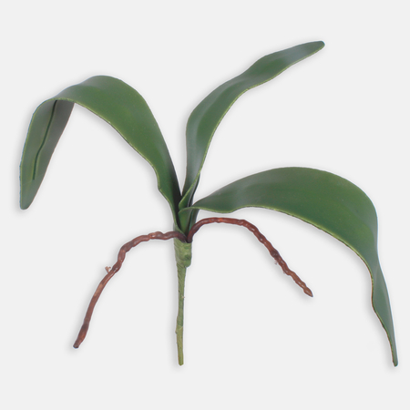 Orchidee-Stengel