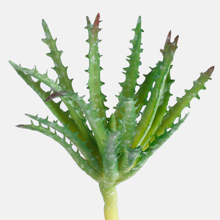 Aloe - Sukkulente